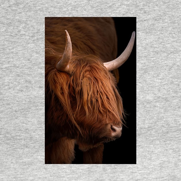 Scottish Highland Cow by dalekincaid